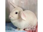 Adopt CORVALLIS a Bunny Rabbit