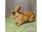 Adopt PETUNIA a Bunny Rabbit