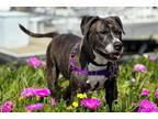 Adopt GABBY a Boxer, Mixed Breed