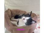 Adopt Marble a Domestic Short Hair