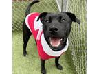 Adopt Ripley a Black Labrador Retriever