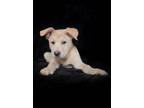 Adopt Candy a Shepherd, Black Labrador Retriever