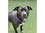 Adopt Becky a Pit Bull Terrier