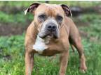 Adopt LAINEY a Staffordshire Bull Terrier