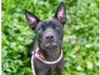 Adopt Delilah a Shepherd, Labrador Retriever