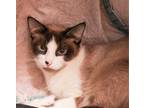 Adopt Galileo a Siamese, Domestic Short Hair