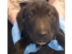 Adopt A1335619 a Pit Bull Terrier