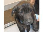 Adopt A1335620 a Pit Bull Terrier