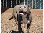 Adopt Pearl a Pit Bull Terrier