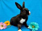 Adopt ELSA a Bunny Rabbit