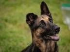 Adopt TERRY a German Shepherd Dog, Mixed Breed