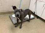 Adopt MACY a Pit Bull Terrier