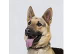 Adopt JAZZY a German Shepherd Dog