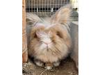 Adopt ALBIE a French Lop