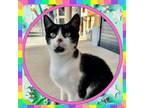 Adopt LIZZIE a Domestic Short Hair