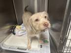 Adopt HONEY a Dandie Dinmont Terrier, Mixed Breed