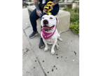 Adopt PRISSY a American Staffordshire Terrier