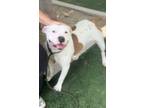 Adopt PRISSY a American Staffordshire Terrier