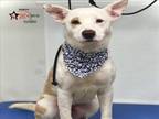 Adopt LOVEBUG a Jindo, Mixed Breed