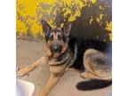 Adopt 403311 a German Shepherd Dog