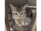 Adopt 403328 a Domestic Short Hair