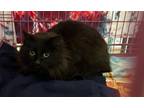 Adopt MERLOT a Domestic Long Hair