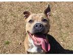 Adopt Q-PIT a Pit Bull Terrier