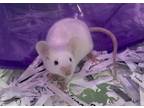 Adopt CINDY a Mouse