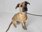 Adopt HAZEL GRACE a Black Mouth Cur, Mixed Breed