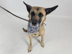 Adopt AASHITA a German Shepherd Dog, Mixed Breed