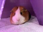 Adopt SELINA a Guinea Pig