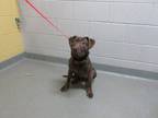 Adopt HONEY a Pit Bull Terrier