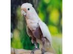 Adopt Peaches a Cockatoo