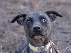 Adopt ROXY a Catahoula Leopard Dog