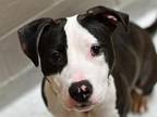 Adopt ALANI NU a Pit Bull Terrier, Mixed Breed