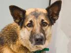 Adopt SHORTY a German Shepherd Dog