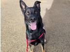 Adopt ROXIE a German Shepherd Dog, Mixed Breed