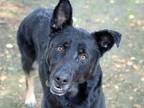 Adopt ROXIE a German Shepherd Dog, Mixed Breed