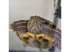 Adopt Shimmer a Turtle