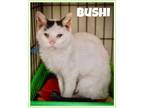 Adopt Bushi (FCID# 03/21/2024 - 41) a Domestic Short Hair