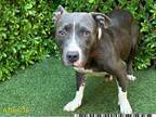 Adopt SHAY a Pit Bull Terrier