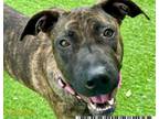 Adopt MISS BELLINI a Pit Bull Terrier, Mixed Breed