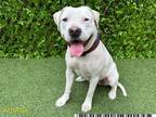 Adopt LILLY a Pit Bull Terrier