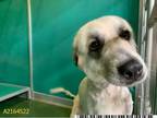 Adopt PRECIOUS a Great Pyrenees