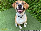 Adopt EMMY a Beagle, Parson Russell Terrier