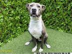 Adopt CARRIE a Pit Bull Terrier
