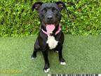 Adopt FELICITY a Pit Bull Terrier