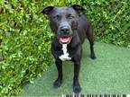 Adopt PEARL a Staffordshire Bull Terrier