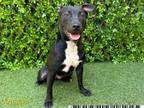 Adopt JALEPENA LENA a Pit Bull Terrier, Mixed Breed