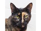 Adopt Miss Tilly a Domestic Short Hair